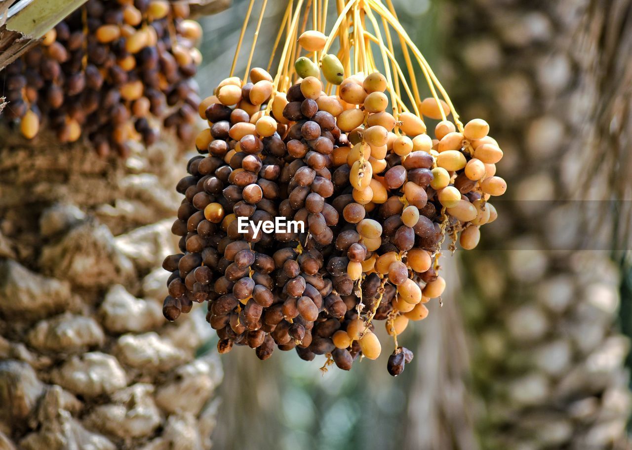 Fresh tropical palm tree dates in a desert oasis 