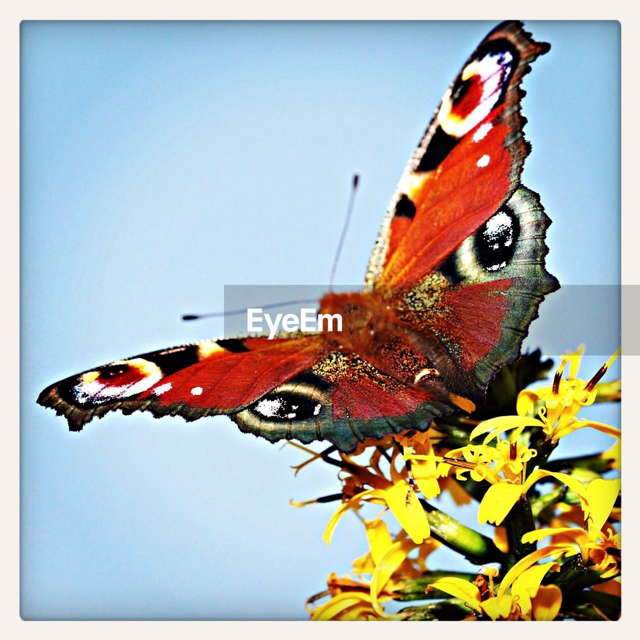 Close-up of butterfly on flower against clear blue sky