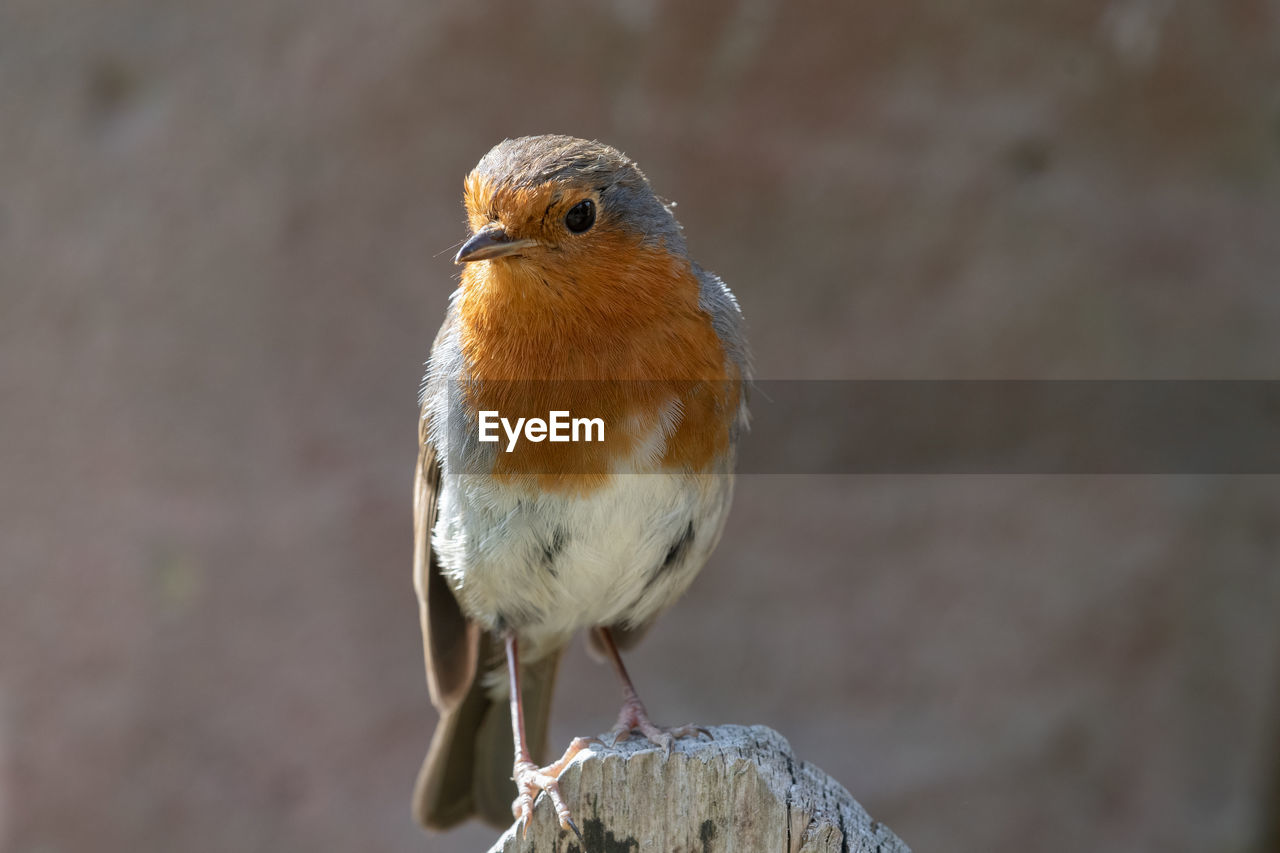 Portrait of a european robin perching on a wooden post