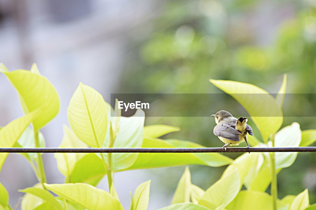 Bird perching metal by plants