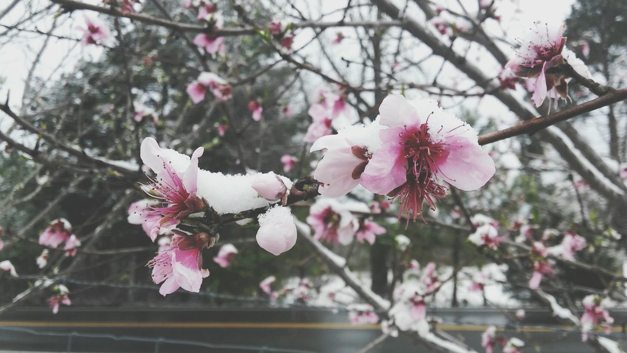 PINK FLOWERS BLOOMING ON TREE