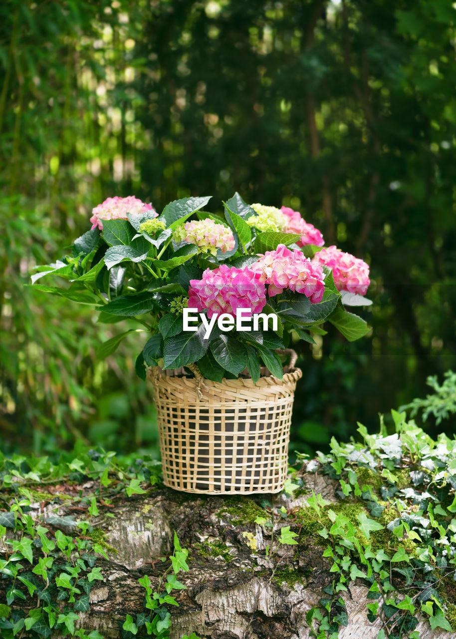 plant, basket, flower, flowering plant, picnic basket, nature, freshness, garden, container, green, beauty in nature, wicker, growth, no people, pink, day, outdoors, woodland, summer, backyard, springtime, fragility, food, food and drink, plant part, lawn, vegetable, leaf, gardening, floristry, rose