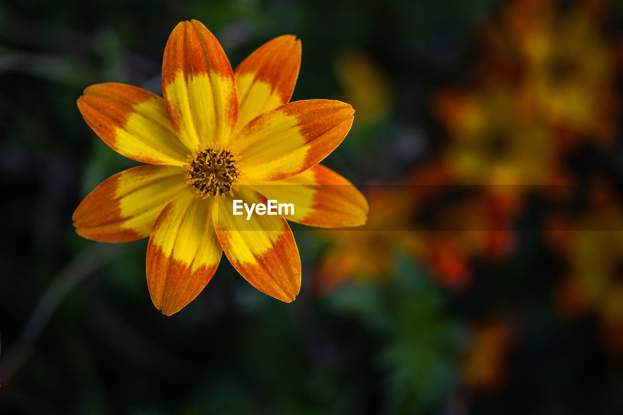 Close-up of yellow flowering plant