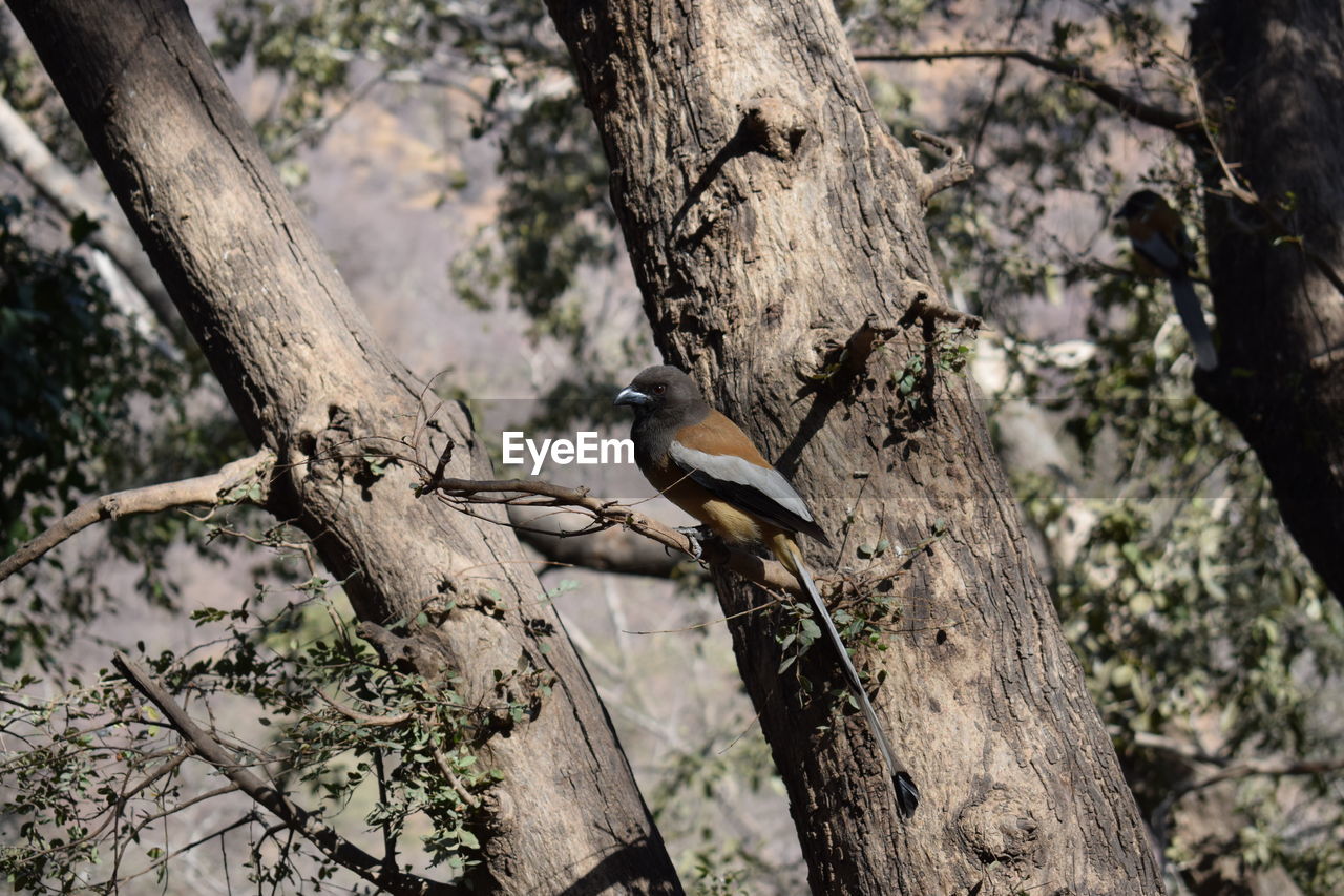 BIRD ON TREE TRUNK IN FOREST