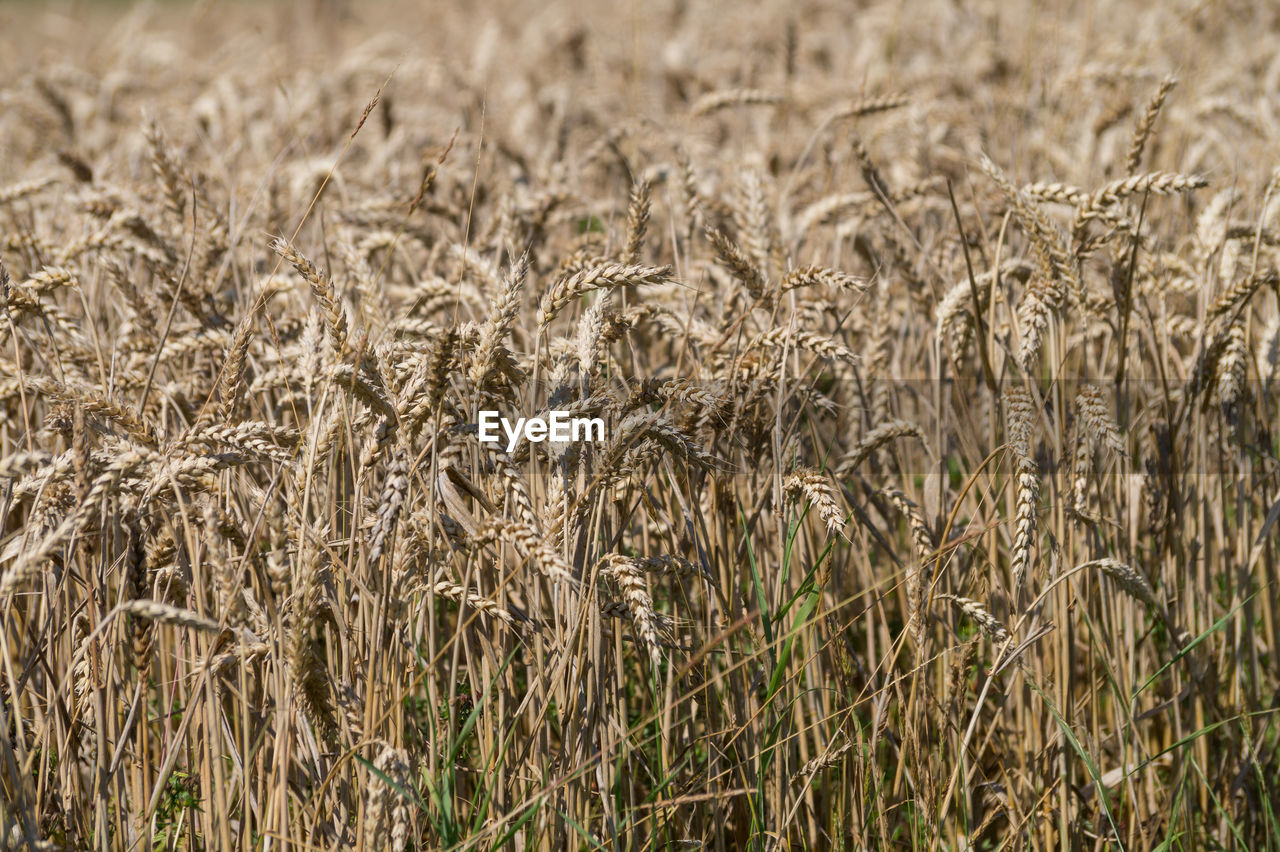 Full frame shot of wheat field