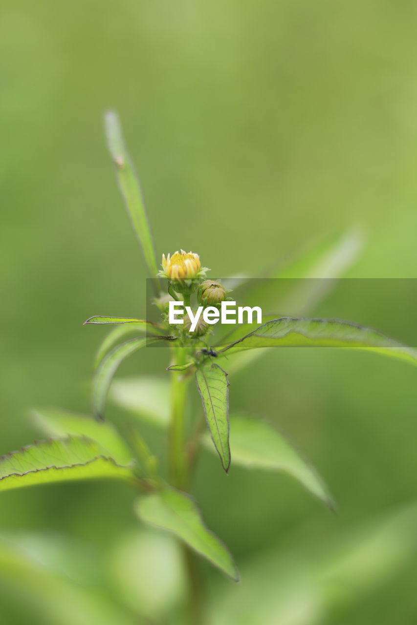 Close-up of insect on plant