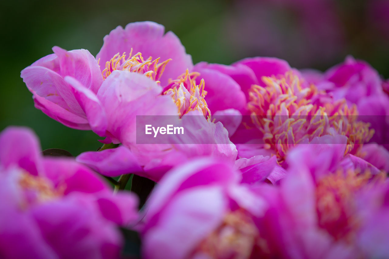 CLOSE-UP OF PINK FLOWERING PURPLE FLOWERS