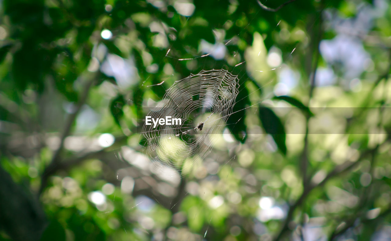 SPIDER ON WEB AGAINST BLURRED BACKGROUND