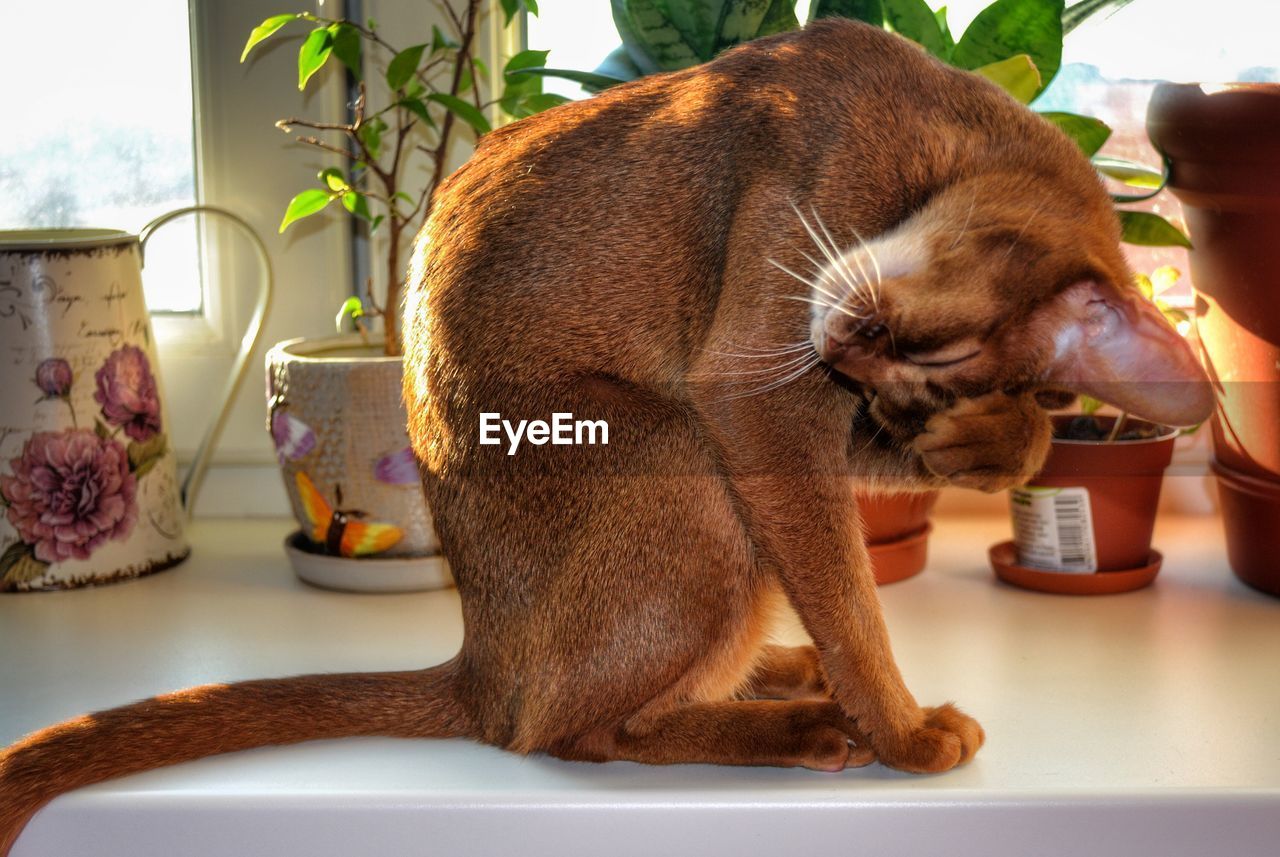 Cat scratching its face while sitting on window sill