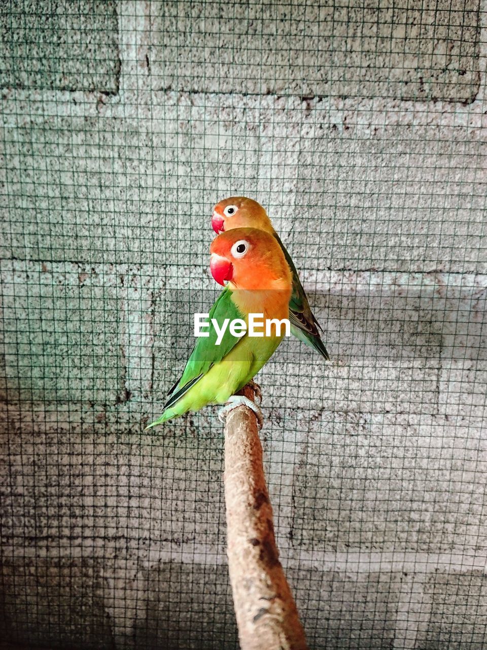 CLOSE-UP OF PARROT ON WOOD