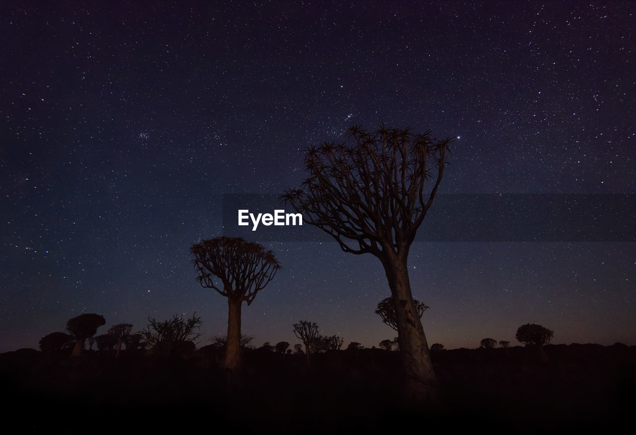 Quiver tree forest in southern namibia taken in january 2018