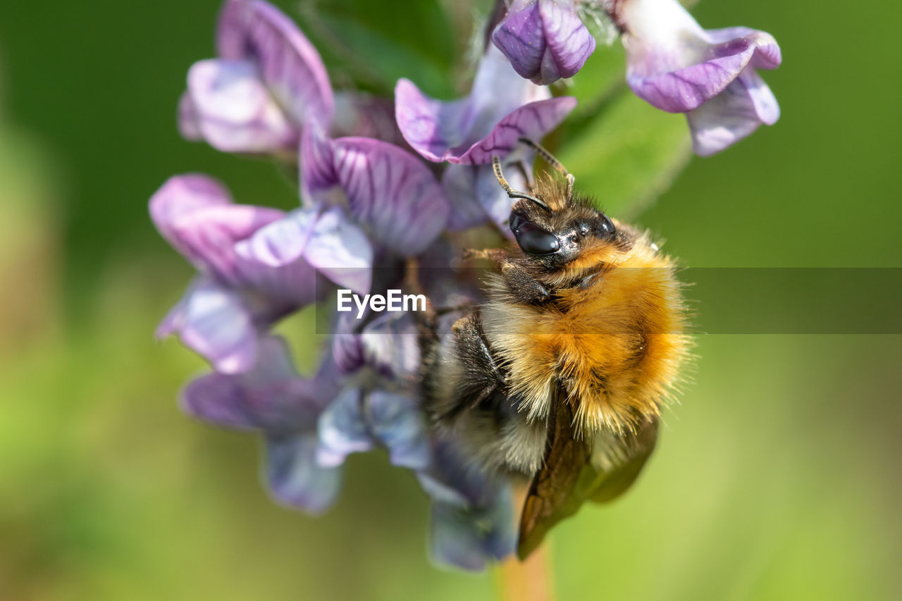 Macro shot of a common carder bee pollinating a bush vetch flower