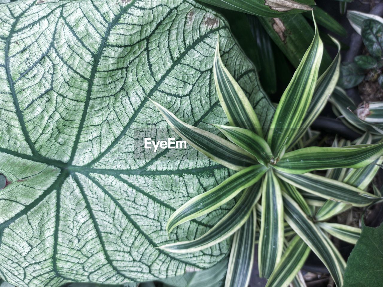 leaf, plant part, green, plant, growth, no people, nature, flower, close-up, day, beauty in nature, outdoors, full frame, backgrounds, high angle view, freshness