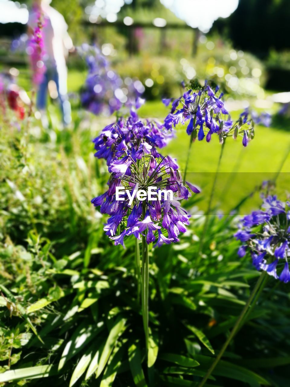 Close-up of purple flowers