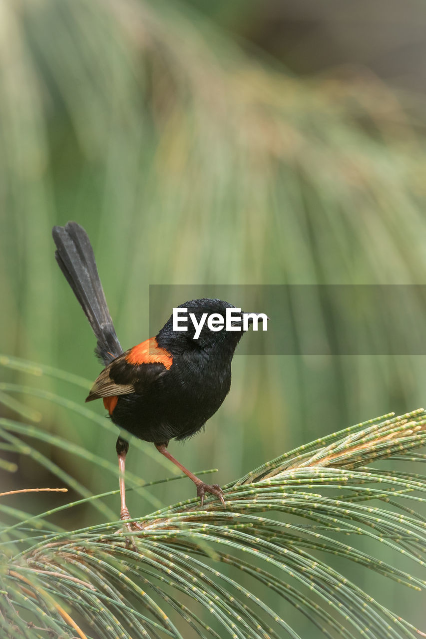 CLOSE-UP OF A BIRD PERCHING ON A PLANT