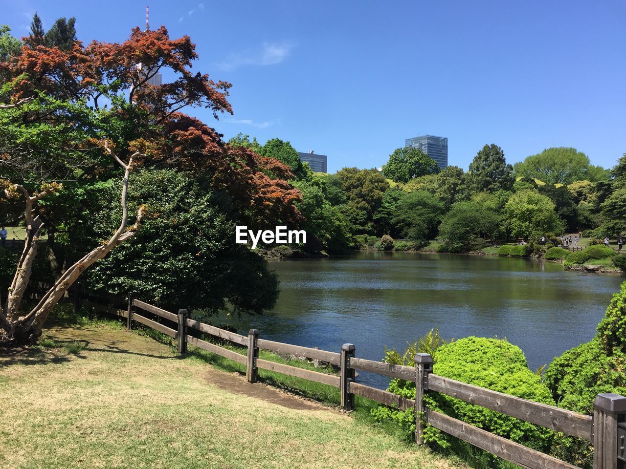 Pond in the park