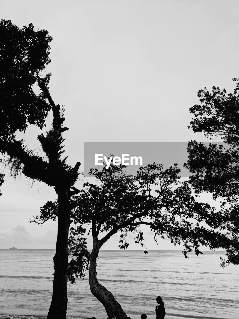 Silhouette people by tree at beach against clear sky