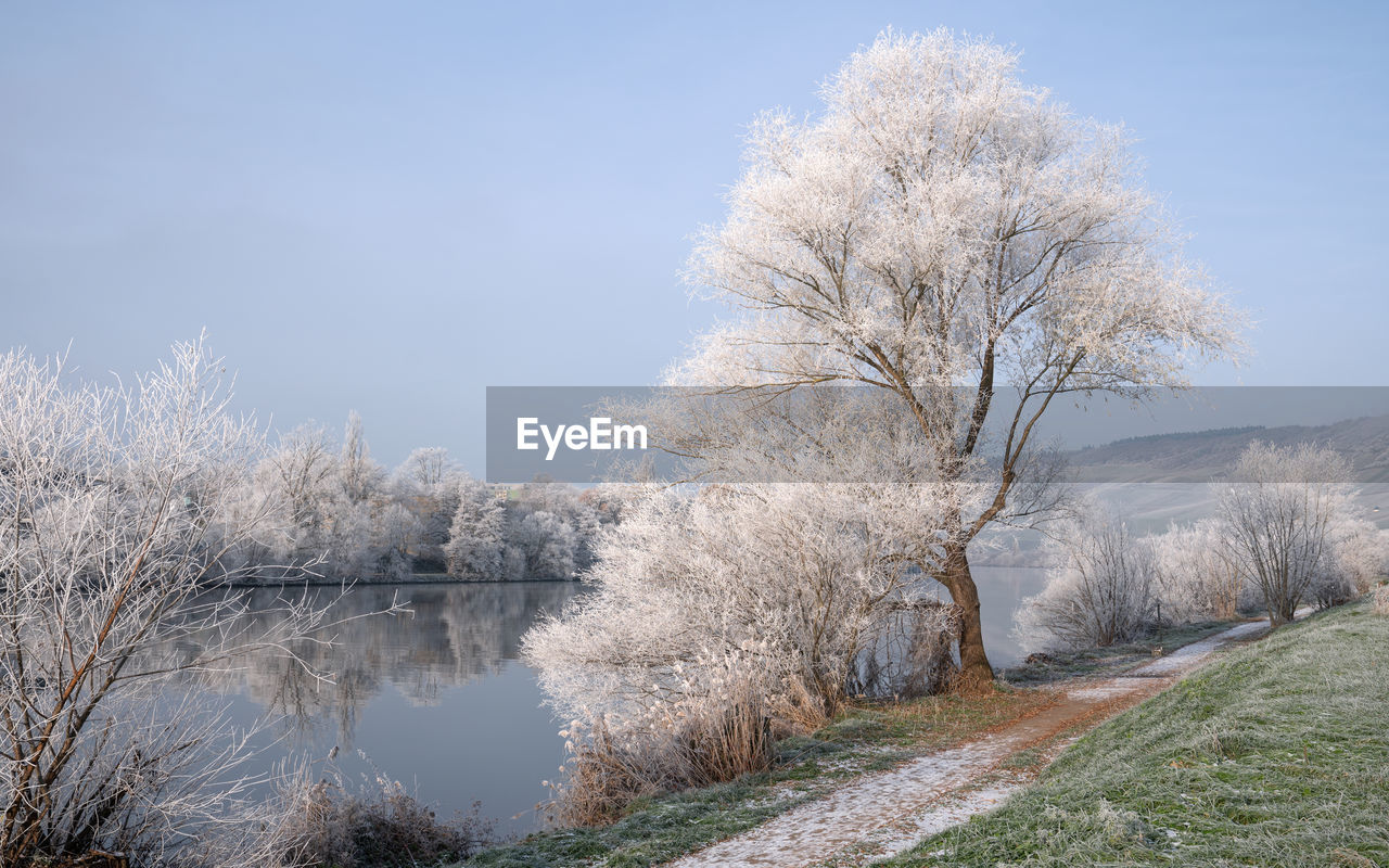 winter, frost, plant, tree, nature, sky, beauty in nature, snow, branch, tranquility, flower, water, scenics - nature, no people, landscape, tranquil scene, bare tree, environment, day, morning, blue, cold temperature, land, blossom, outdoors, non-urban scene, freezing, lake, grass, clear sky, cloud, springtime, idyllic, growth