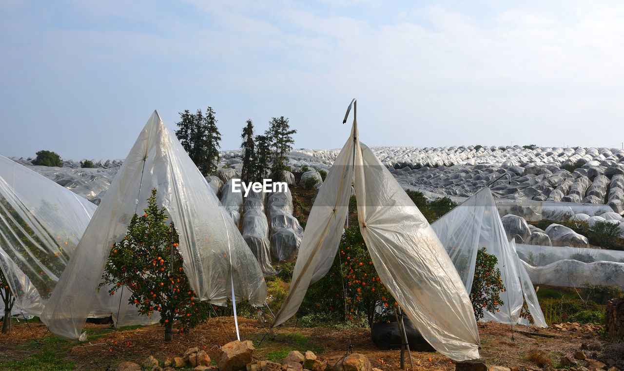 Kumquat trees covered by plastic on the fields of yangshuo, guilin, china