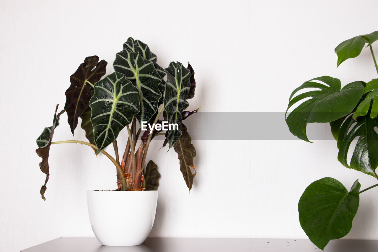 Close-up of potted plant against white background