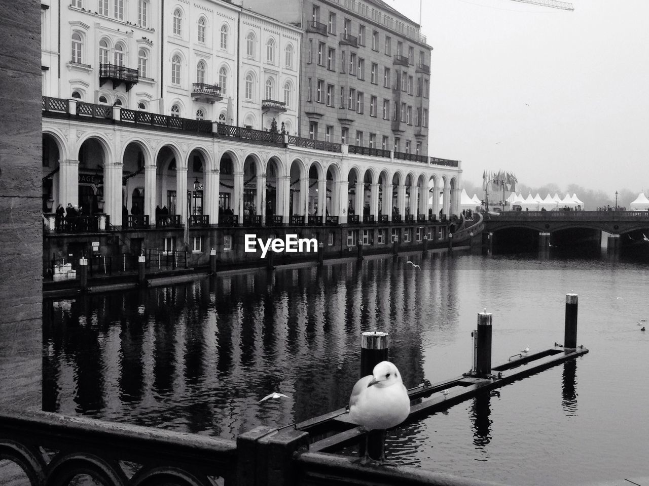 Seagull perching on railing by river against building