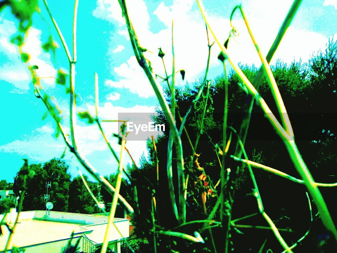 CLOSE-UP OF FRESH GRASS AGAINST SKY