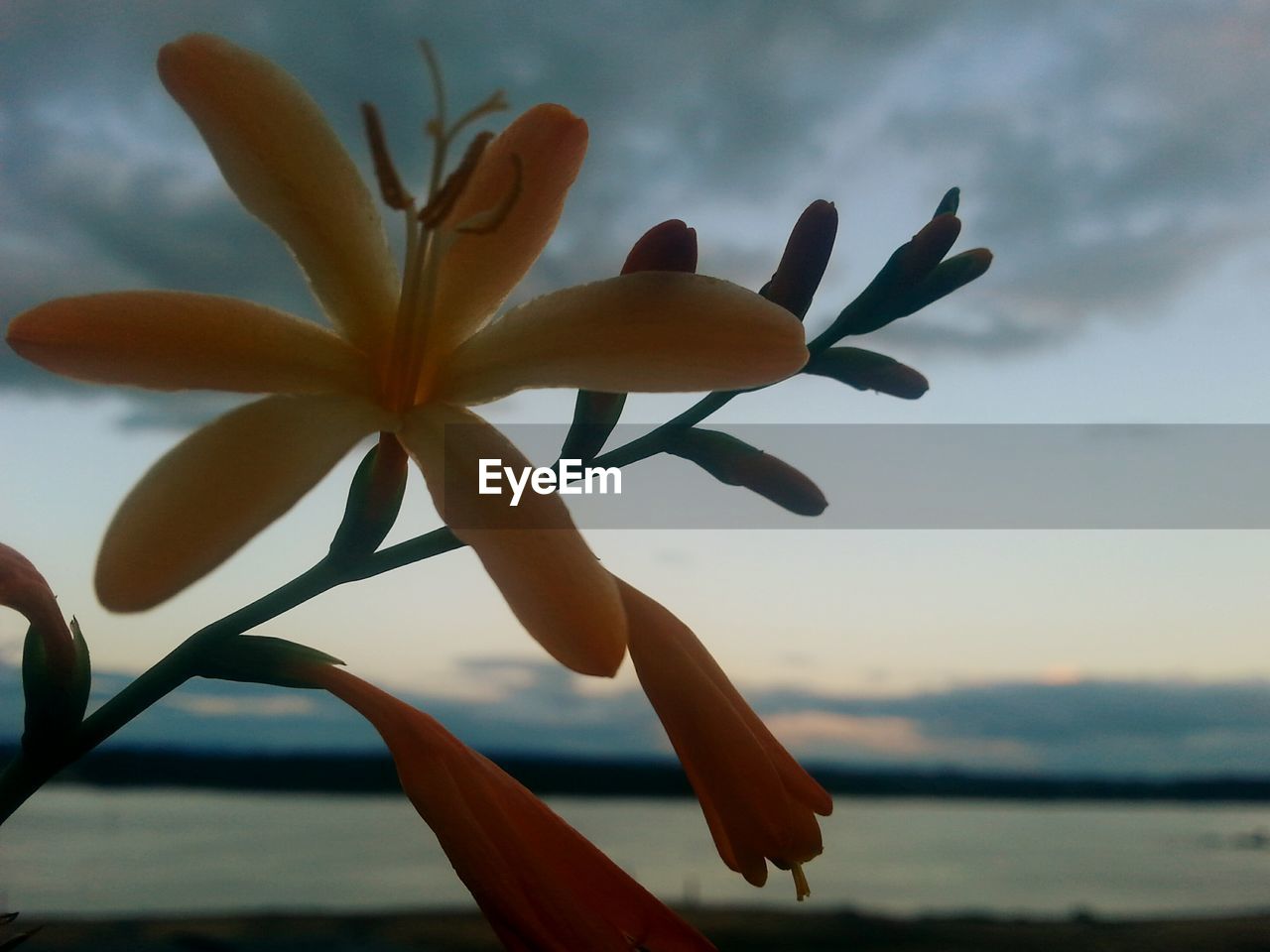 CLOSE-UP OF WHITE FLOWERS BLOOMING ON WATER