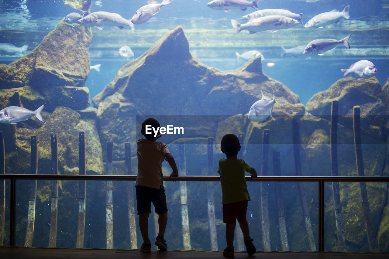 Rear view of boys looking at fish in aquarium