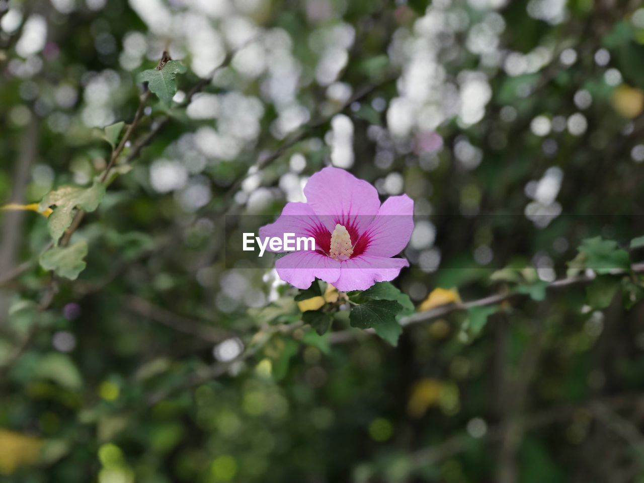 CLOSE-UP OF PINK FLOWERING PLANTS