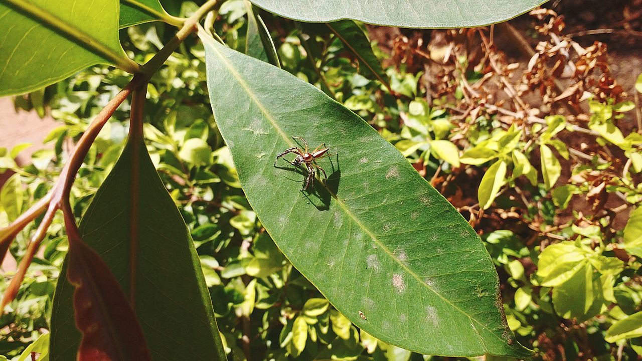Close-up of spider on leaf