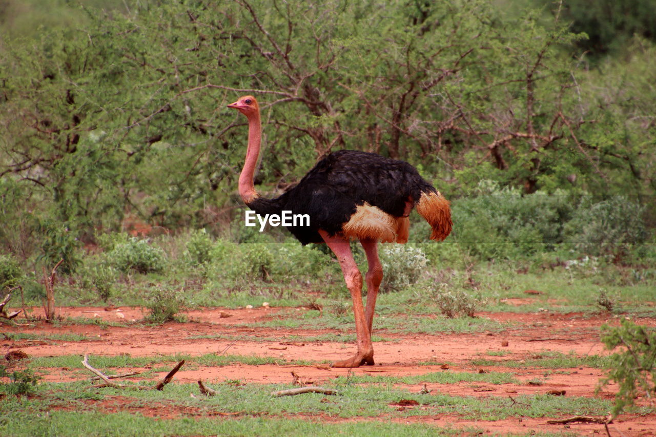 Red ostrich