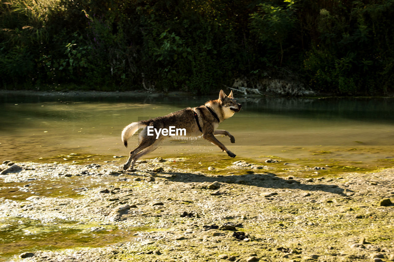 Wolfdog running by the river 