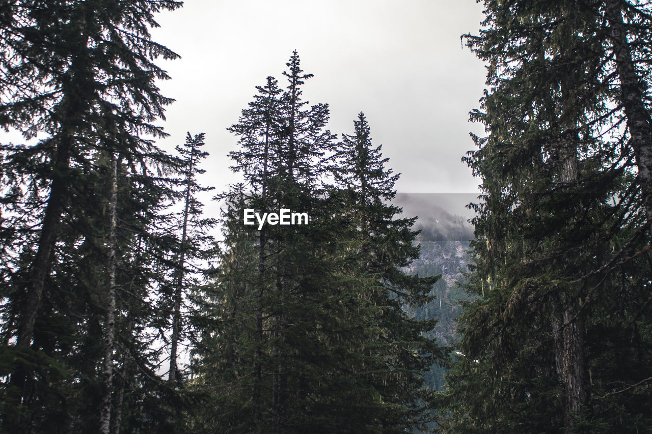 Low angle view of trees growing in forest