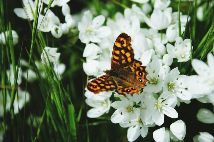 CLOSE-UP OF BUTTERFLY POLLINATING ON FLOWER