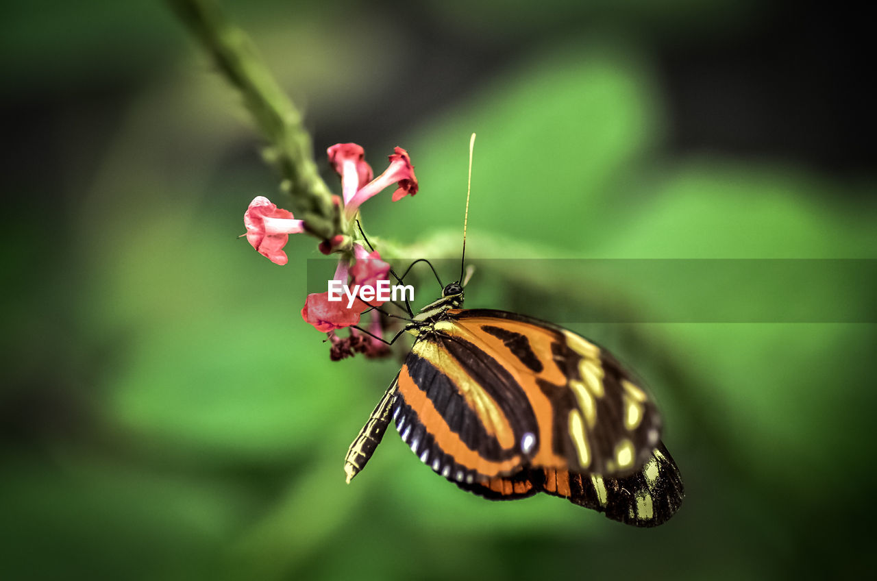 Close-up of butterfly pollinating on flower