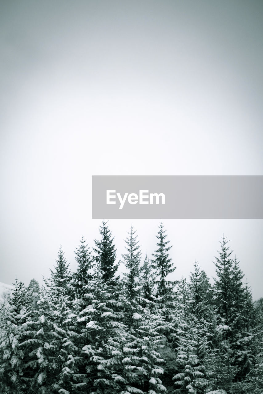 Low angle view of pine trees against sky during winter