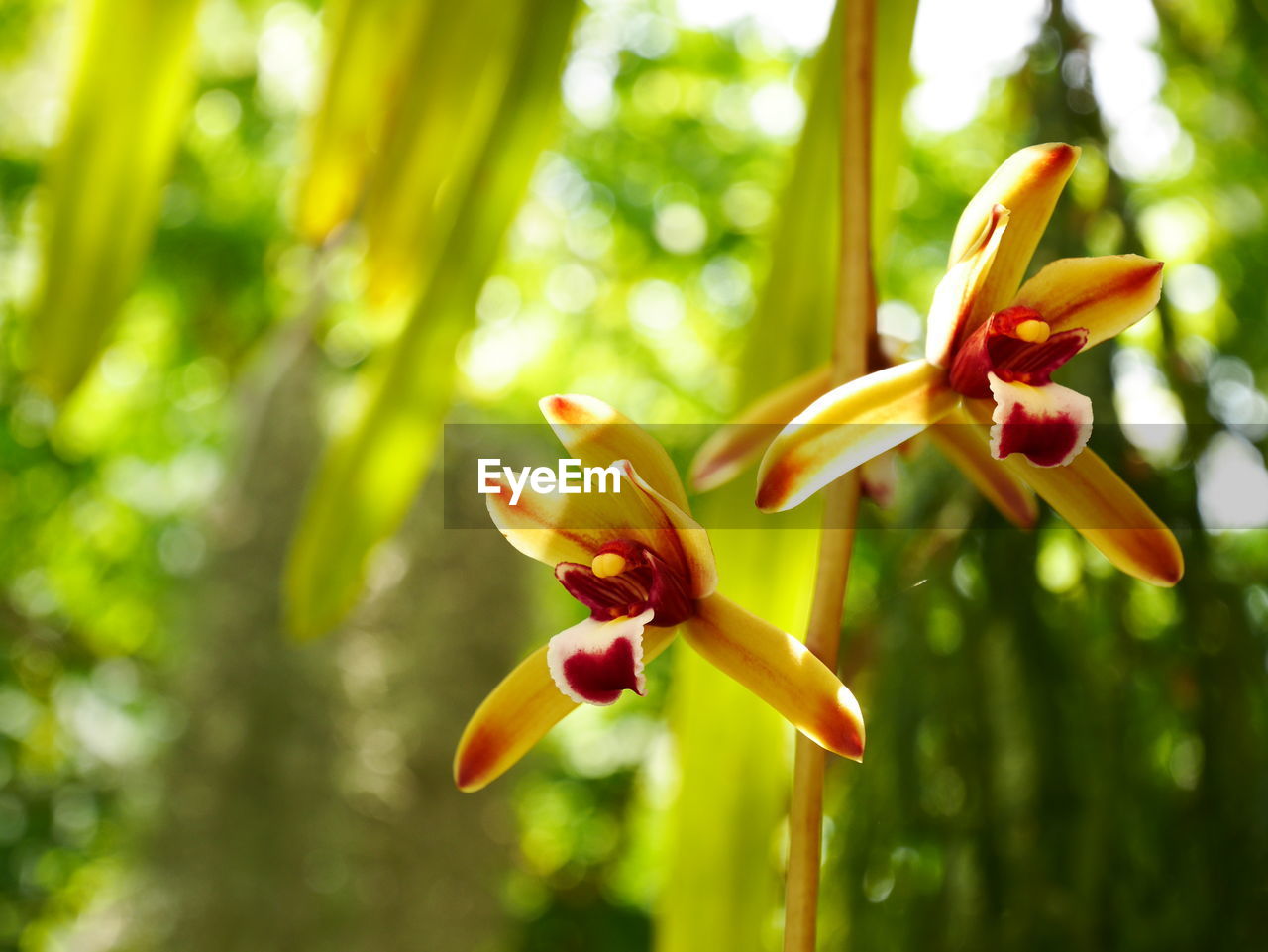 CLOSE-UP OF FLOWERING PLANT