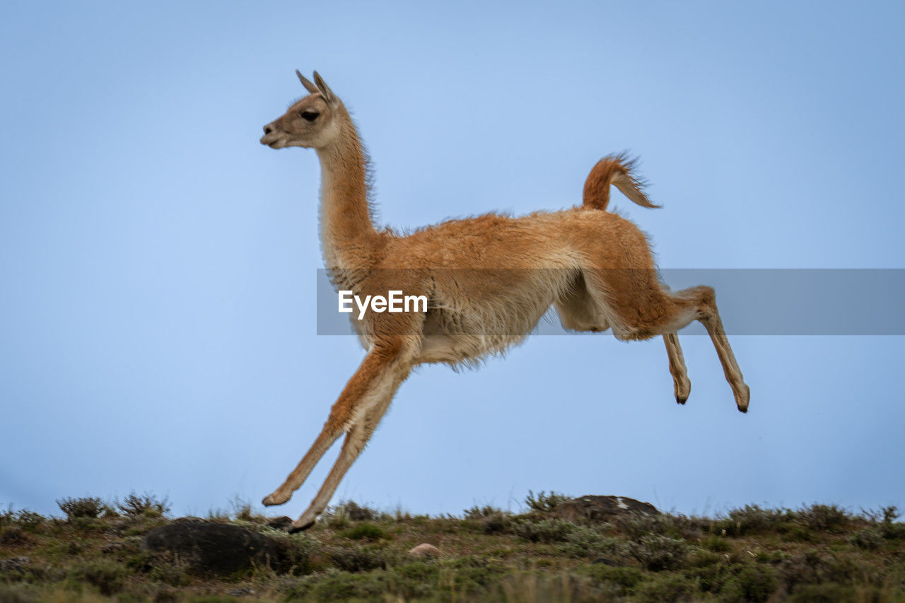 animal, animal themes, mammal, animal wildlife, one animal, wildlife, full length, nature, sky, no people, side view, day, blue, domestic animals, outdoors, clear sky, standing