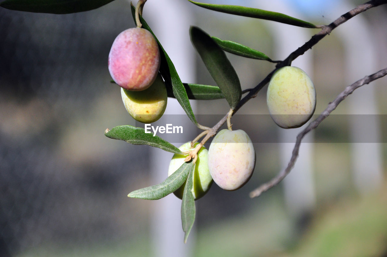 Three colorful olives in autumn / harvest time