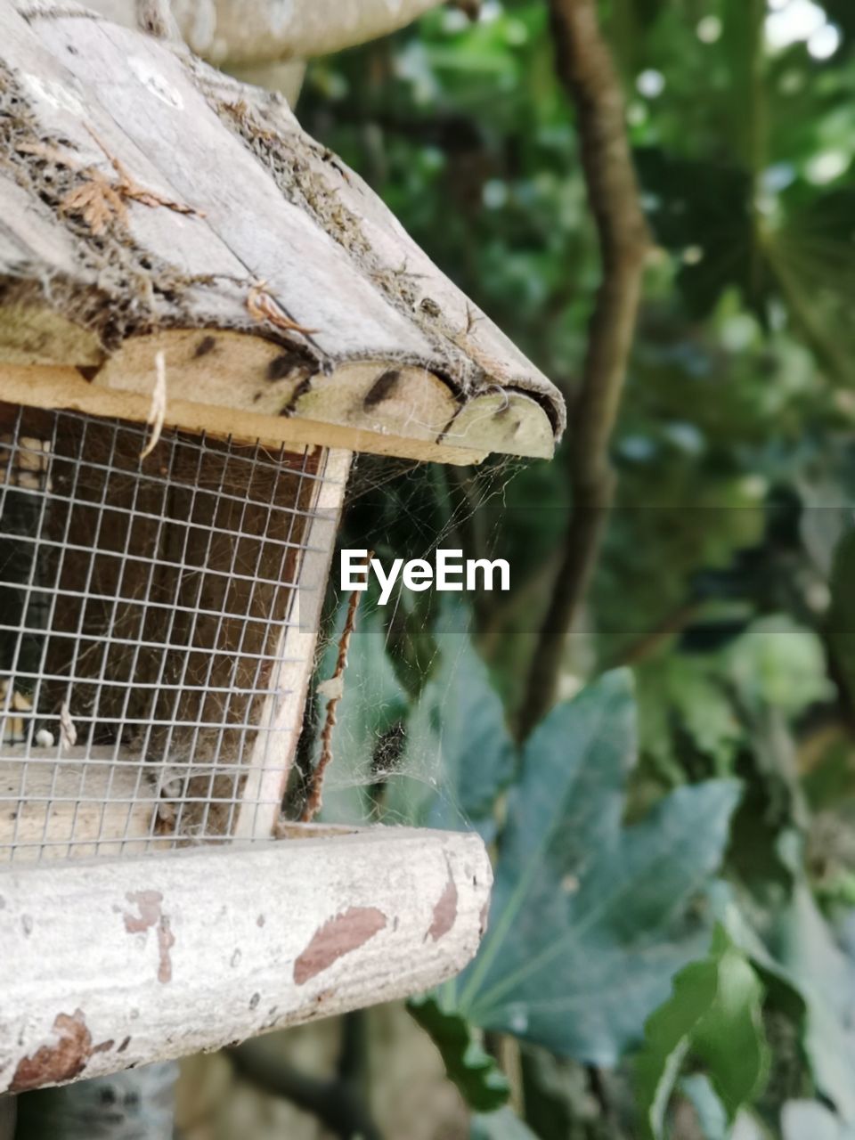 Close-up of bird feeding table 