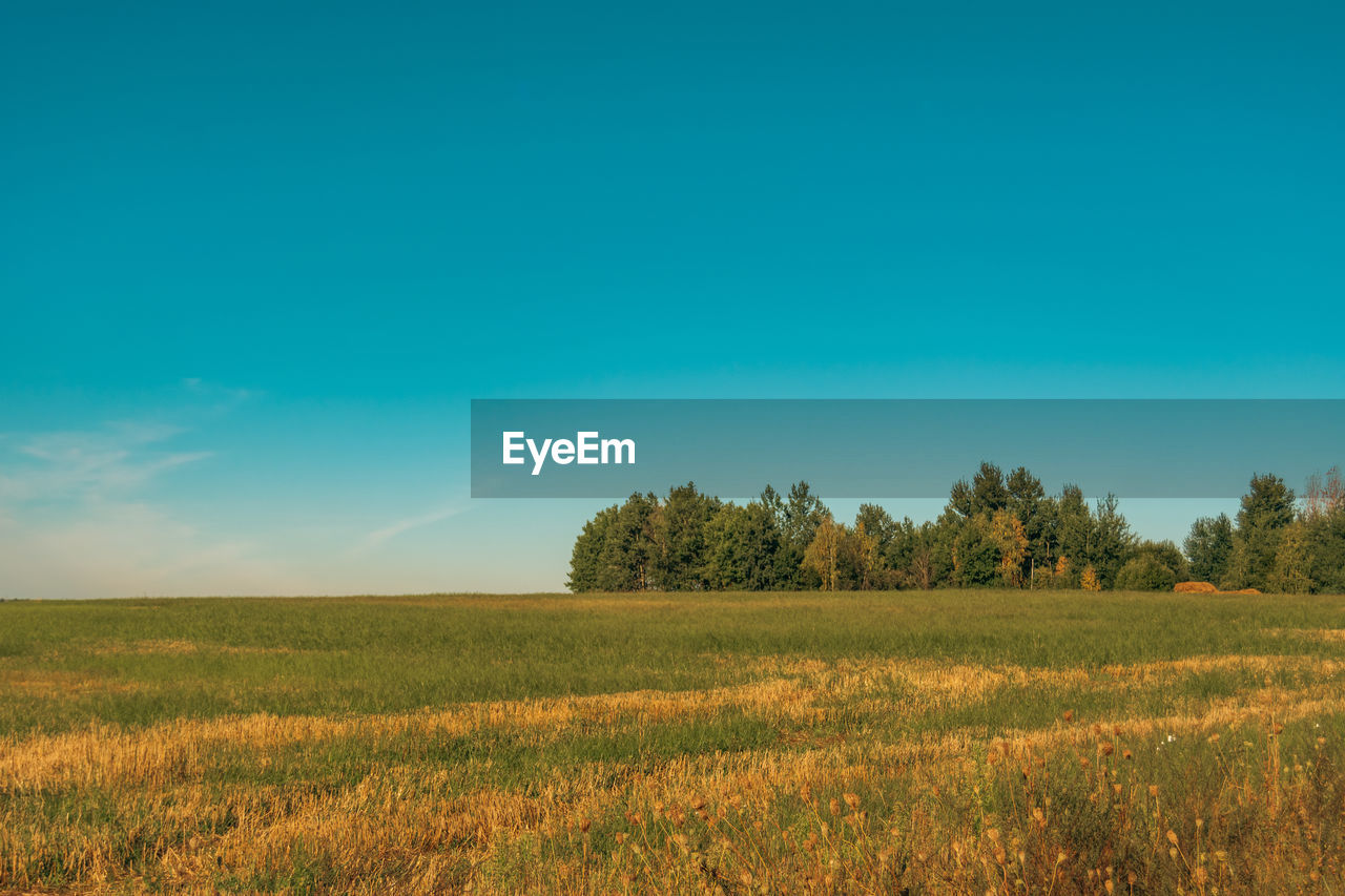 landscape, horizon, plant, sky, environment, field, land, grassland, natural environment, plain, nature, tree, beauty in nature, scenics - nature, prairie, rural scene, morning, grass, tranquility, blue, agriculture, cloud, no people, tranquil scene, steppe, growth, meadow, crop, savanna, hill, non-urban scene, green, outdoors, pasture, cereal plant, horizon over land, copy space, summer, clear sky, dawn, day, sunlight, idyllic, rural area, farm