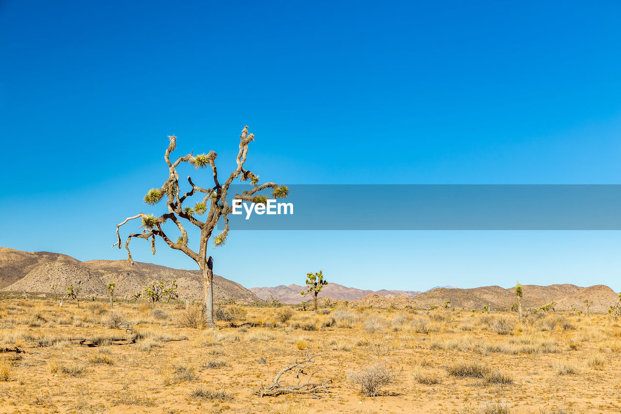 Tree on desert against clear blue sky