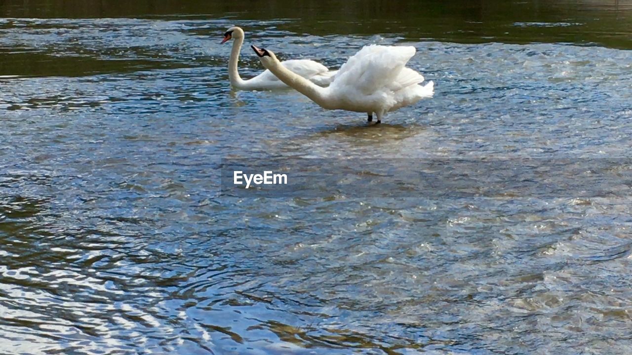 BIRDS IN WATER