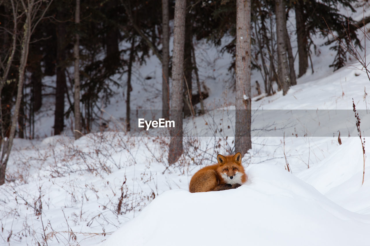 CAT ON SNOW COVERED FIELD