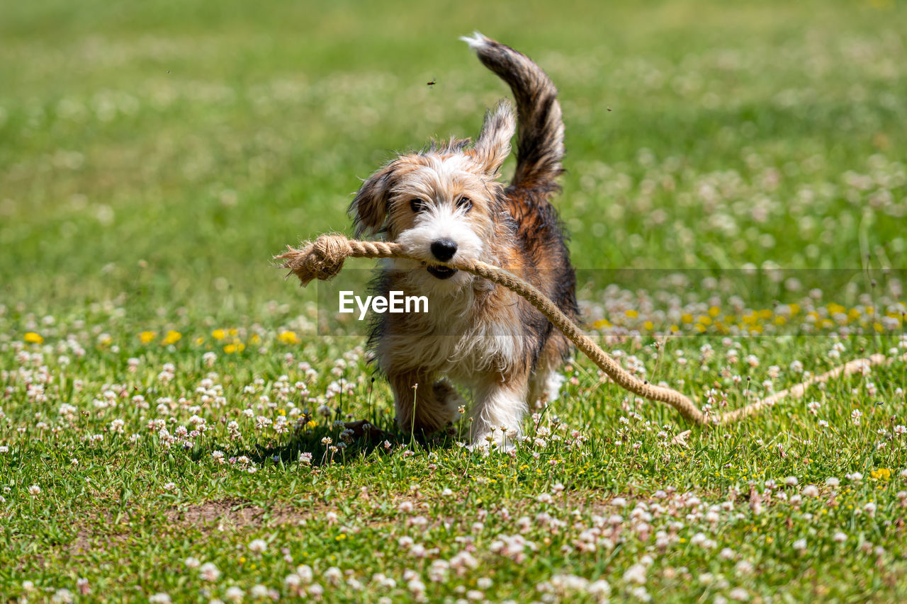 SMALL DOG RUNNING ON FIELD