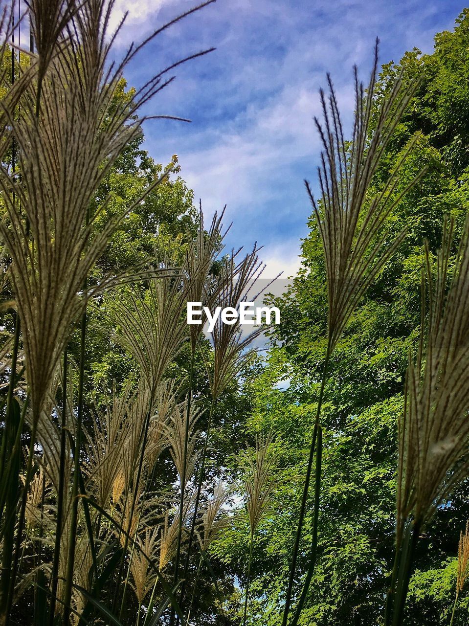 LOW ANGLE VIEW OF TREES AGAINST SKY