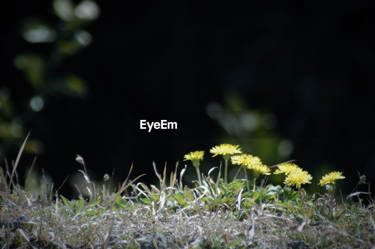 CLOSE-UP OF FLOWERS