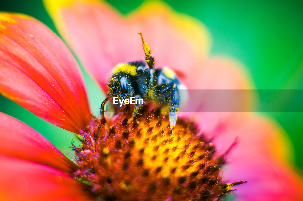 Close-up of bee pollinating on flower