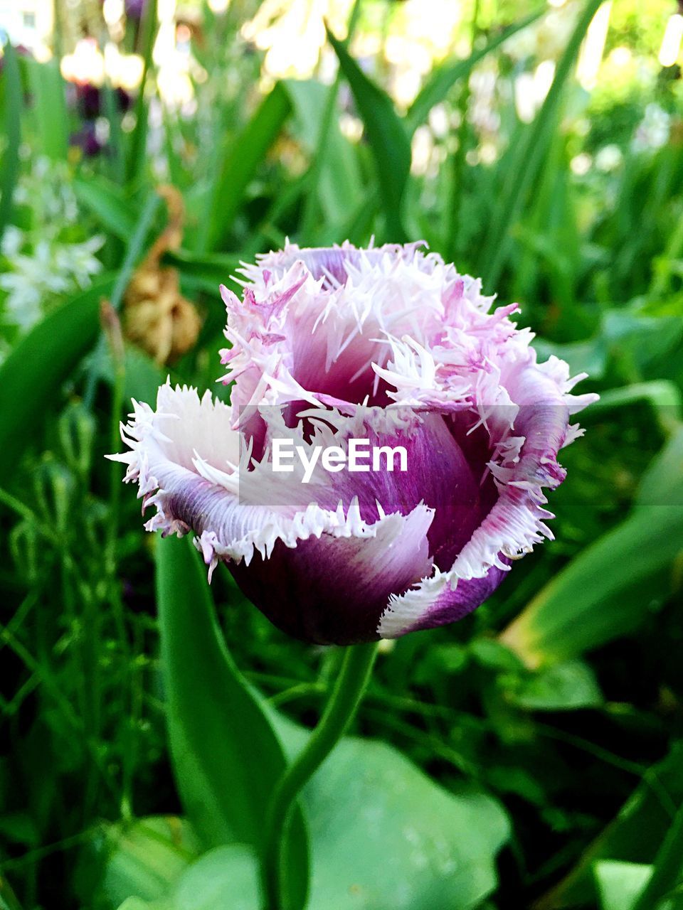 CLOSE-UP OF PINK FLOWERS BLOOMING