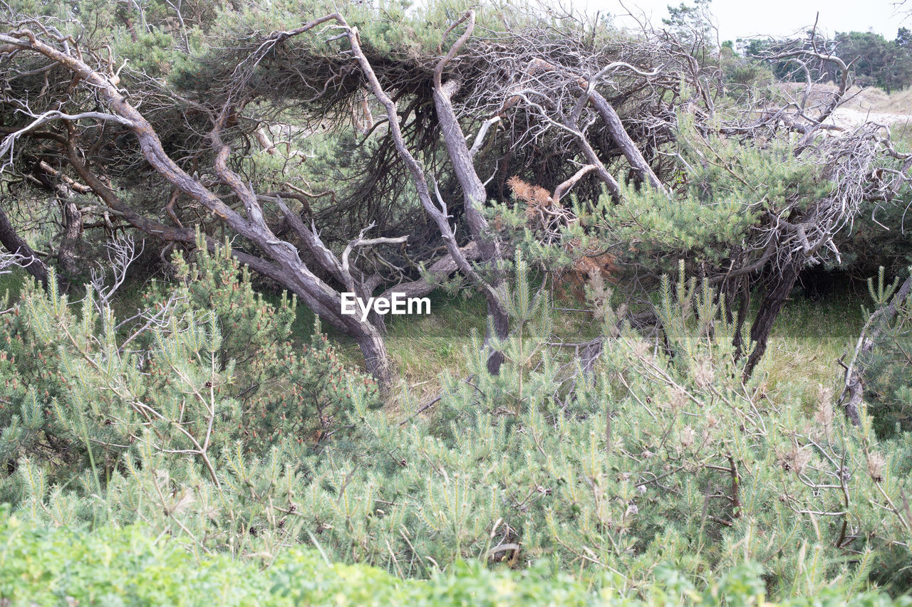 VIEW OF TREES IN FOREST